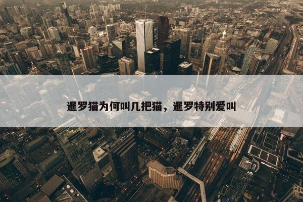 暹罗猫为何叫几把猫，暹罗特别爱叫