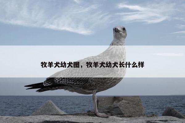 牧羊犬幼犬图，牧羊犬幼犬长什么样