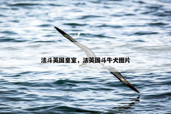 法斗英国皇室，法英国斗牛犬图片