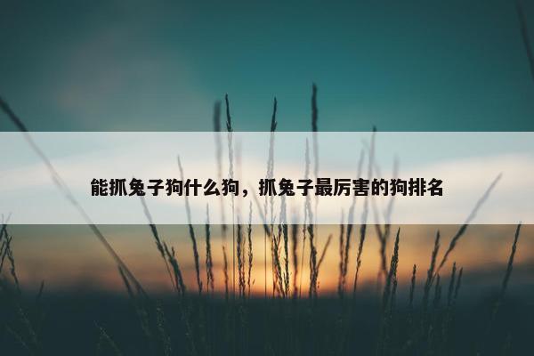 能抓兔子狗什么狗，抓兔子最厉害的狗排名