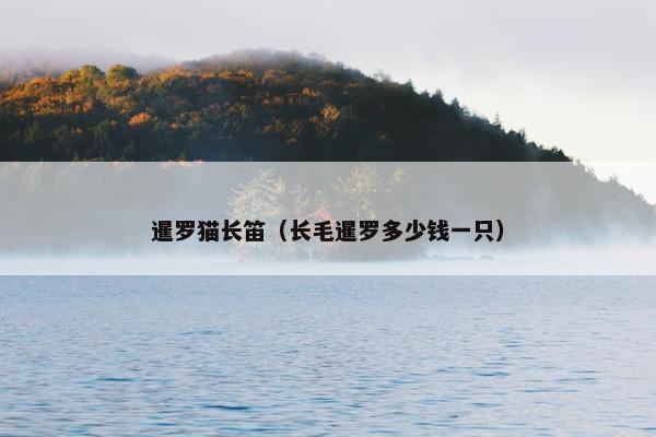暹罗猫长笛（长毛暹罗多少钱一只）