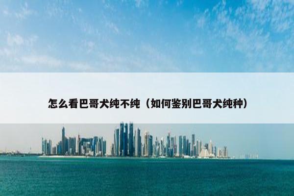 怎么看巴哥犬纯不纯（如何鉴别巴哥犬纯种）