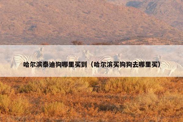 哈尔滨泰迪狗哪里买到（哈尔滨买狗狗去哪里买）