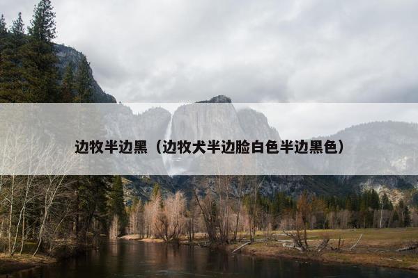 边牧半边黑（边牧犬半边脸白色半边黑色）