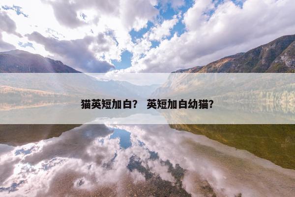 猫英短加白？ 英短加白幼猫？