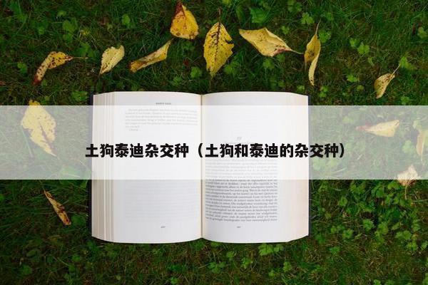 土狗泰迪杂交种（土狗和泰迪的杂交种）