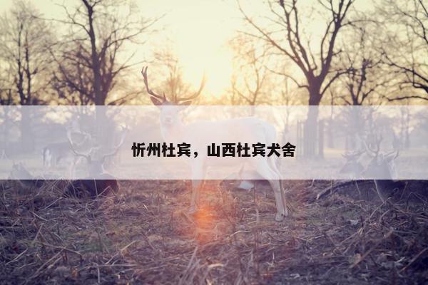 忻州杜宾，山西杜宾犬舍