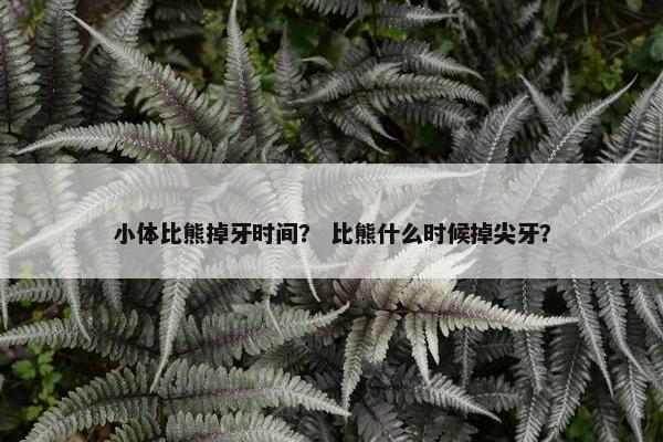 小体比熊掉牙时间？ 比熊什么时候掉尖牙？