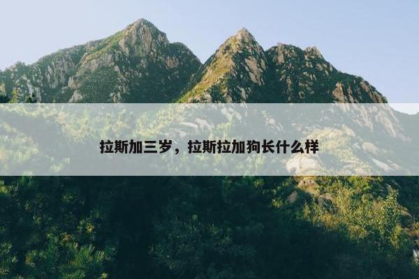 拉斯加三岁，拉斯拉加狗长什么样