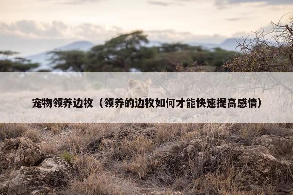 宠物领养边牧（领养的边牧如何才能快速提高感情）