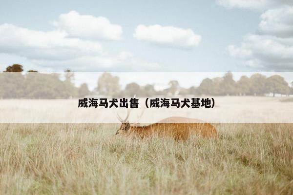威海马犬出售（威海马犬基地）