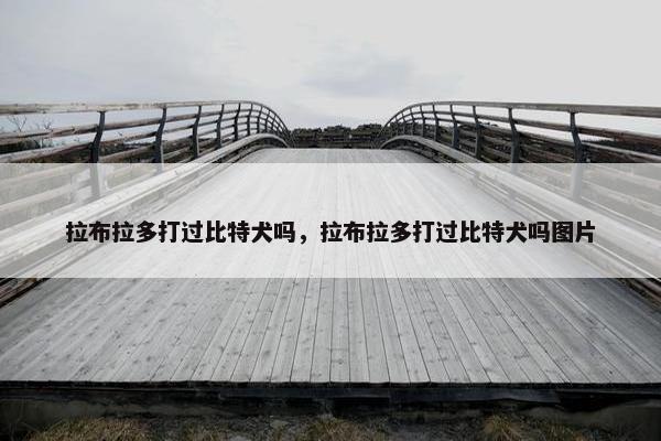 拉布拉多打过比特犬吗，拉布拉多打过比特犬吗图片