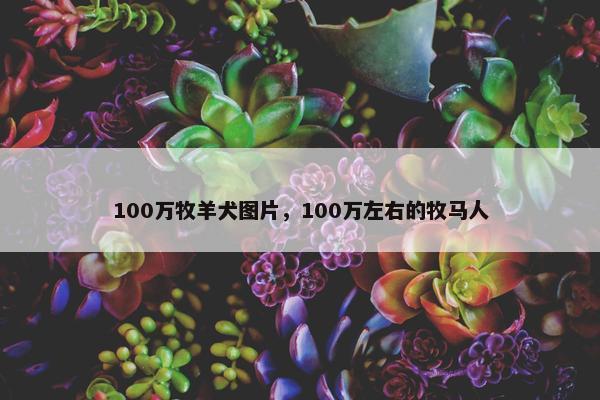 100万牧羊犬图片，100万左右的牧马人