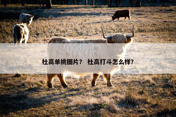 杜高单挑图片？ 杜高打斗怎么样？