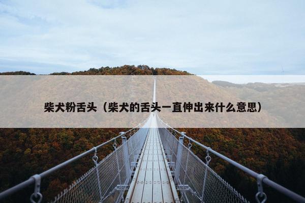柴犬粉舌头（柴犬的舌头一直伸出来什么意思）