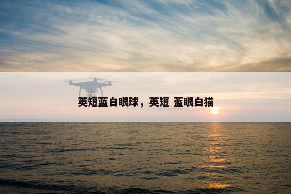 英短蓝白眼球，英短 蓝眼白猫