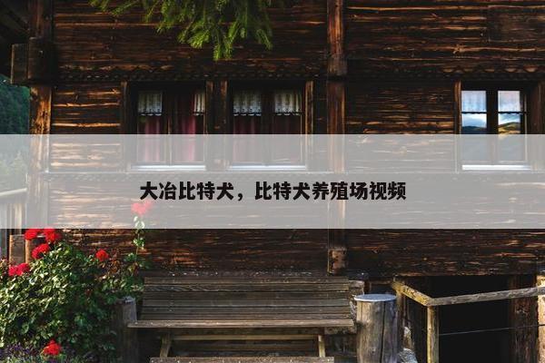 大冶比特犬，比特犬养殖场视频