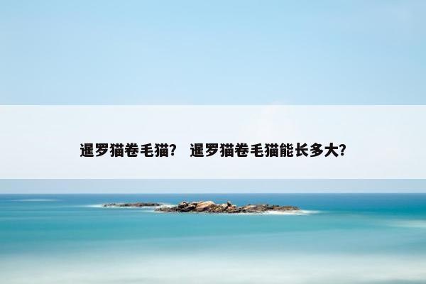 暹罗猫卷毛猫？ 暹罗猫卷毛猫能长多大？