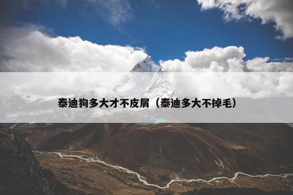 泰迪狗多大才不皮屑（泰迪多大不掉毛）