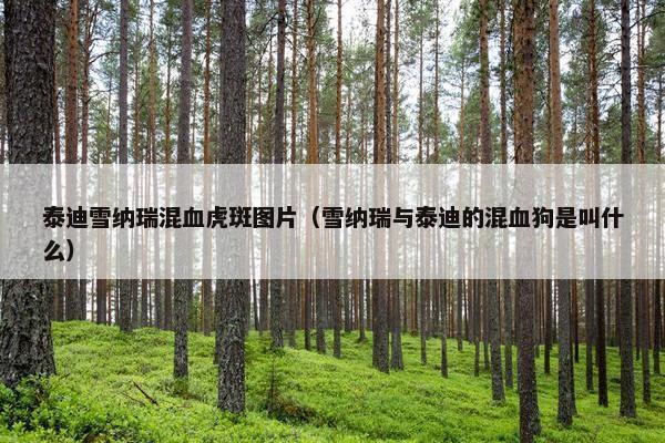 泰迪雪纳瑞混血虎斑图片（雪纳瑞与泰迪的混血狗是叫什么）