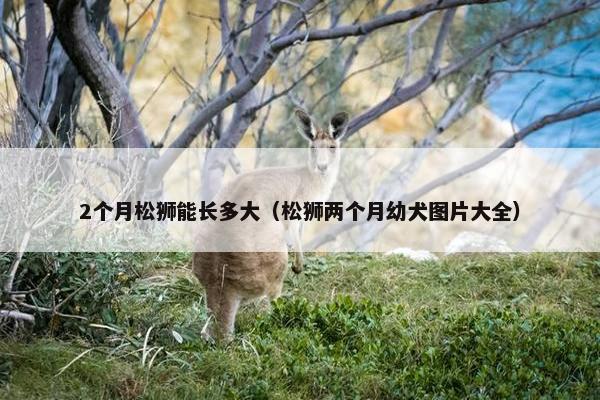 2个月松狮能长多大（松狮两个月幼犬图片大全）