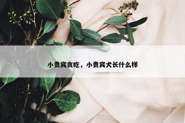 小贵宾贪吃，小贵宾犬长什么样