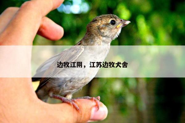 边牧江阴，江苏边牧犬舍