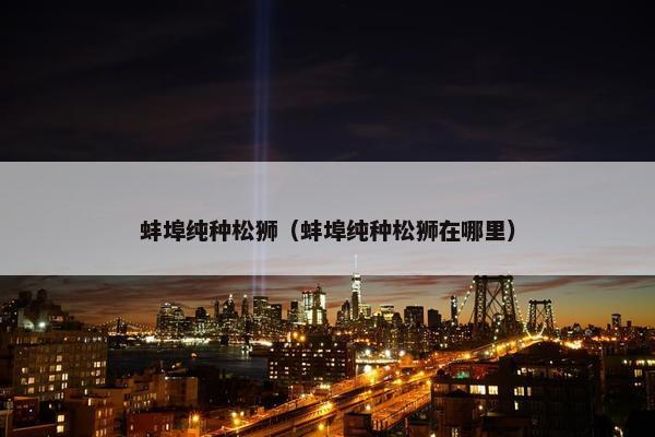 蚌埠纯种松狮（蚌埠纯种松狮在哪里）