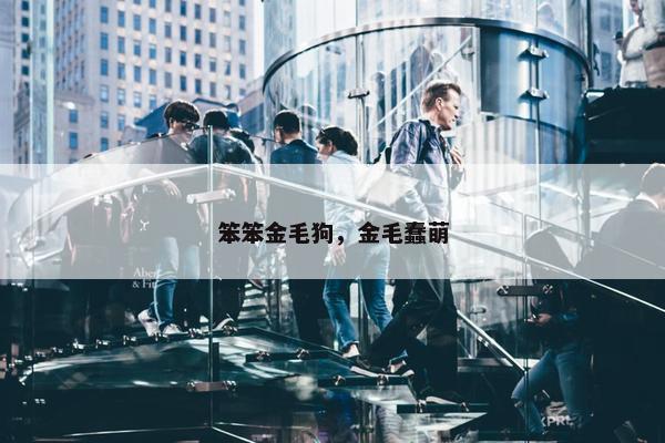 笨笨金毛狗，金毛蠢萌
