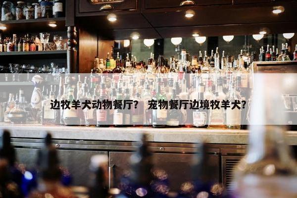 边牧羊犬动物餐厅？ 宠物餐厅边境牧羊犬？