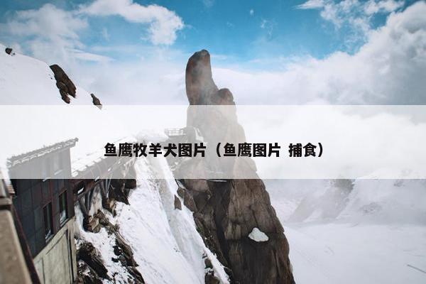 鱼鹰牧羊犬图片（鱼鹰图片 捕食）