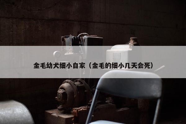 金毛幼犬细小自家（金毛的细小几天会死）