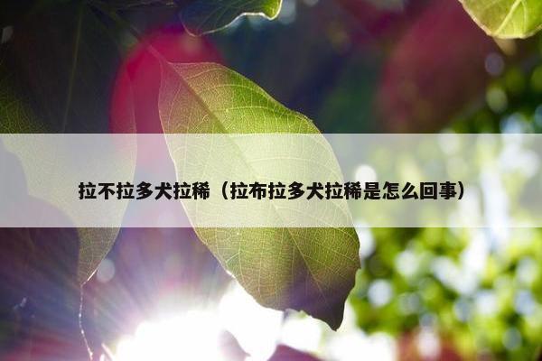 拉不拉多犬拉稀（拉布拉多犬拉稀是怎么回事）
