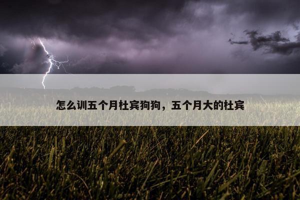 怎么训五个月杜宾狗狗，五个月大的杜宾