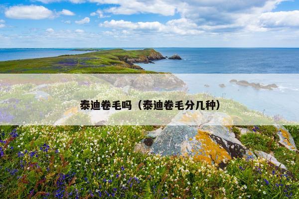 泰迪卷毛吗（泰迪卷毛分几种）