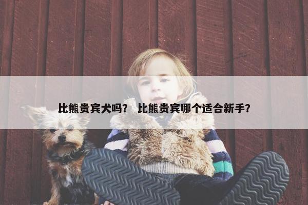 比熊贵宾犬吗？ 比熊贵宾哪个适合新手？