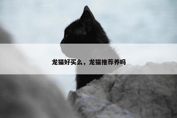 龙猫好买么，龙猫推荐养吗