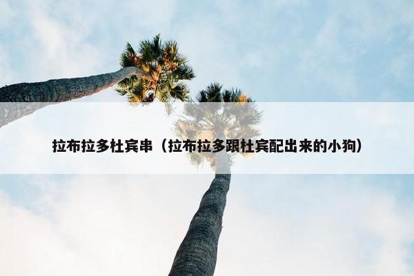 拉布拉多杜宾串（拉布拉多跟杜宾配出来的小狗）