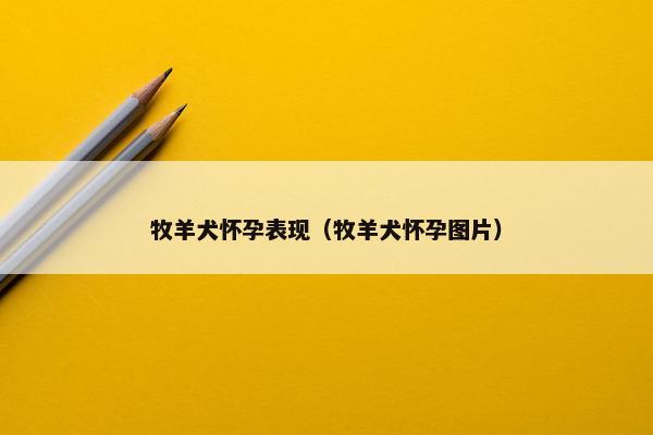 牧羊犬怀孕表现（牧羊犬怀孕图片）