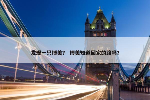 发现一只博美？ 博美知道回家的路吗？