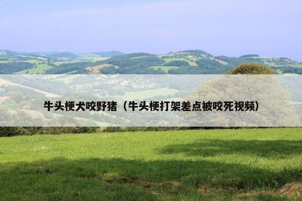 牛头梗犬咬野猪（牛头梗打架差点被咬死视频）