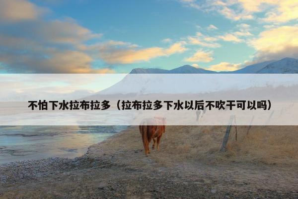 不怕下水拉布拉多（拉布拉多下水以后不吹干可以吗）