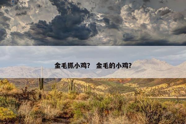 金毛抓小鸡？ 金毛的小鸡？