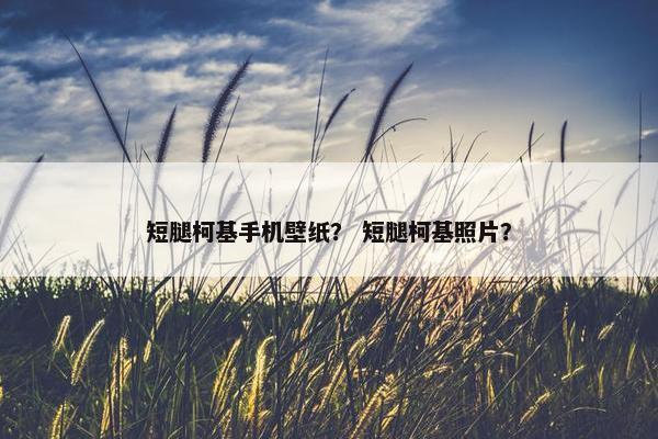 短腿柯基手机壁纸？ 短腿柯基照片？