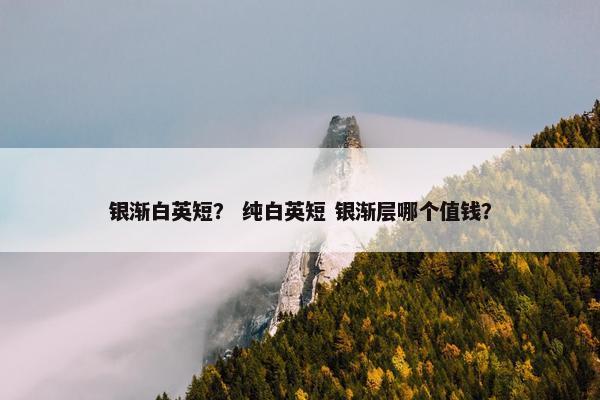 银渐白英短？ 纯白英短 银渐层哪个值钱？