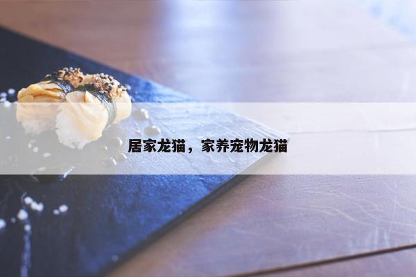 居家龙猫，家养宠物龙猫