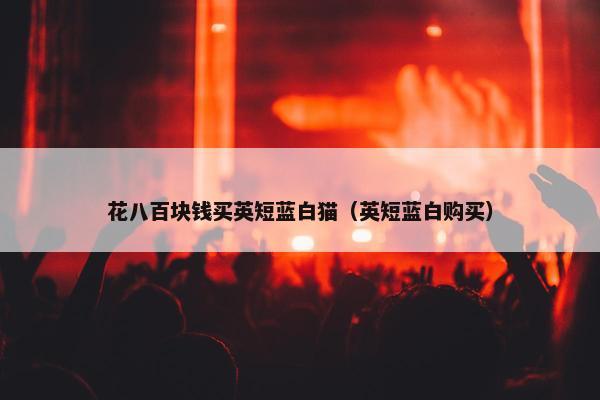 花八百块钱买英短蓝白猫（英短蓝白购买）