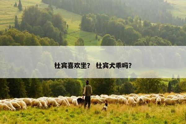 杜宾喜欢坐？ 杜宾犬乖吗？