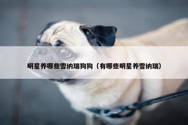明星养哪些雪纳瑞狗狗（有哪些明星养雪纳瑞）