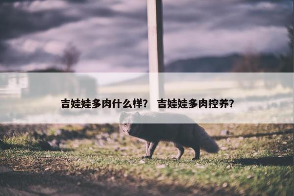 吉娃娃多肉什么样？ 吉娃娃多肉控养？
